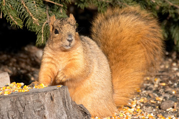 cute squirrel begging