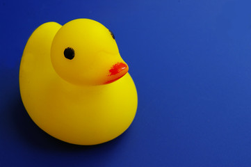 duck on blue