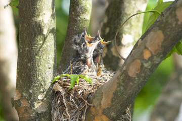 chicks