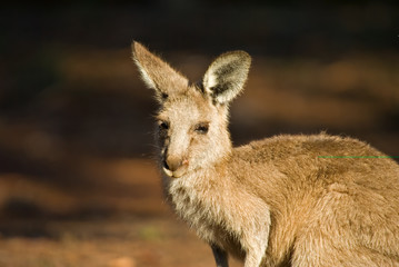 eastern gray kangaroo