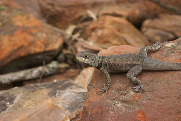 salamandra