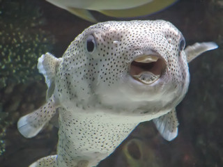 puffer fish