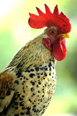 The cock xii