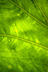 Natural pattern