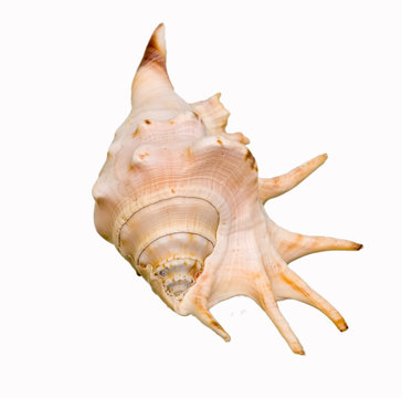sea shell isolated on white with horns