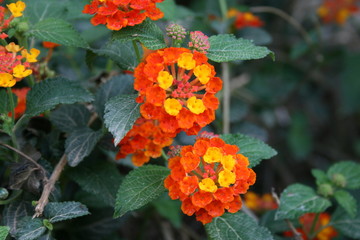 red with yellow flowers