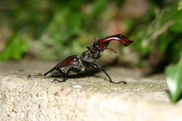 hirschkäfer