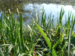 grass straw