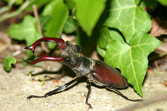 hirschk&auml;fer 2