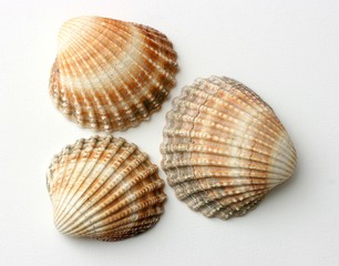 three exotic shells