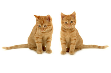 twin kittens
