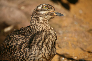 kaptriel