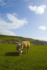 Fototapeta premium vache a dollin