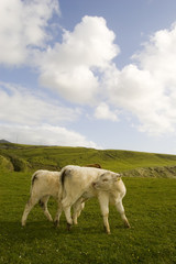 Fototapeta premium vache a dollin