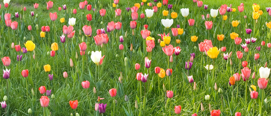joy feeling: bed joyful funny colorful tulips