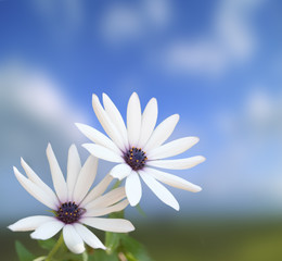 fiore bianco su sfondo blu