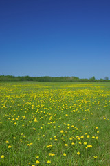 rural landscape - sky and field