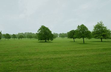 Fototapeta premium trees on flat grass