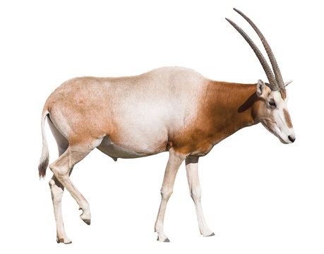 scimitar horned oryx (damma) isolated over white b