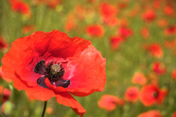 single poppy 2