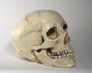 human skull