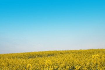 Fototapeta premium czech country