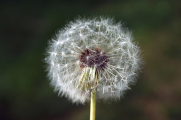 dandelion clock