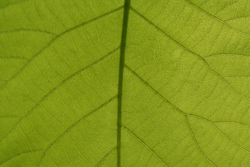 Naklejka na ściany i meble leaf veins