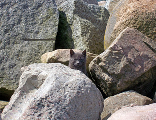 Obraz premium stray cat among rocks 05