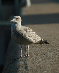 gull