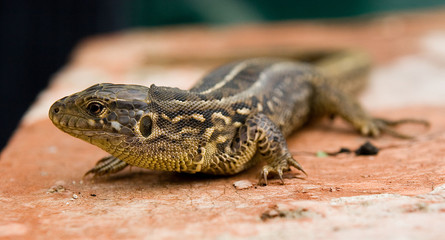 lizard 1