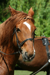 Fototapeta premium kaltblut-porträt