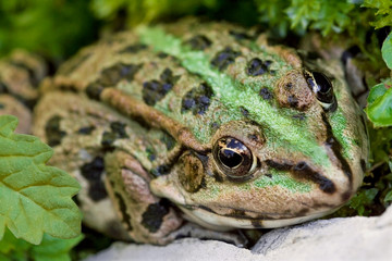 grenouille verte écologie protection de la nature