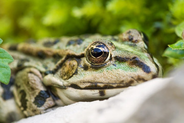gros plan de tete de grenouille verte écologie