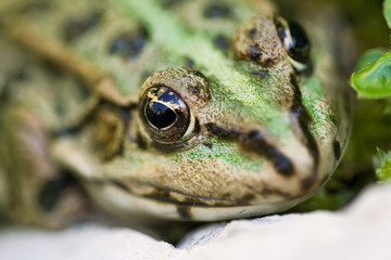 gros plan macro de tete de grenouille verte