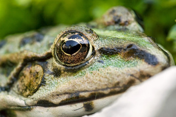 gros plan macro grenouille verte nature écologie