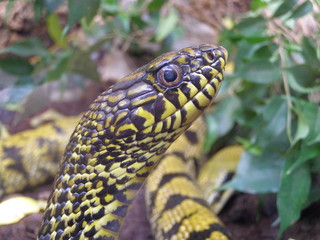 snake