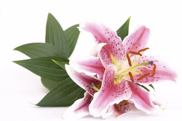 pink lily