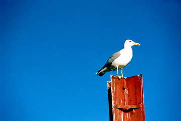 seagull