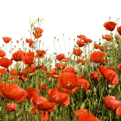 Fototapeta premium coquelicots