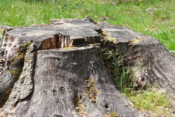 Fototapeta premium forêt