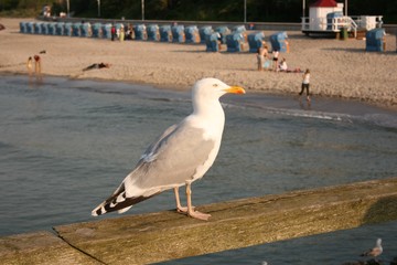 möwe