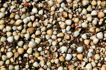 shell beach