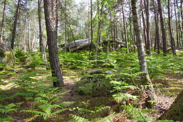forêt