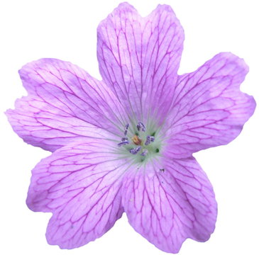 geranium