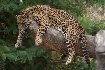 Foto op Canvas neergestreken luipaard © albert kuoch