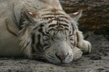 portrait d'un tigre blanc