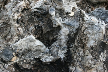 dry wood texture