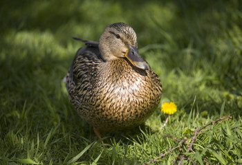 duck in a grass