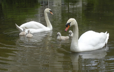 family of swans